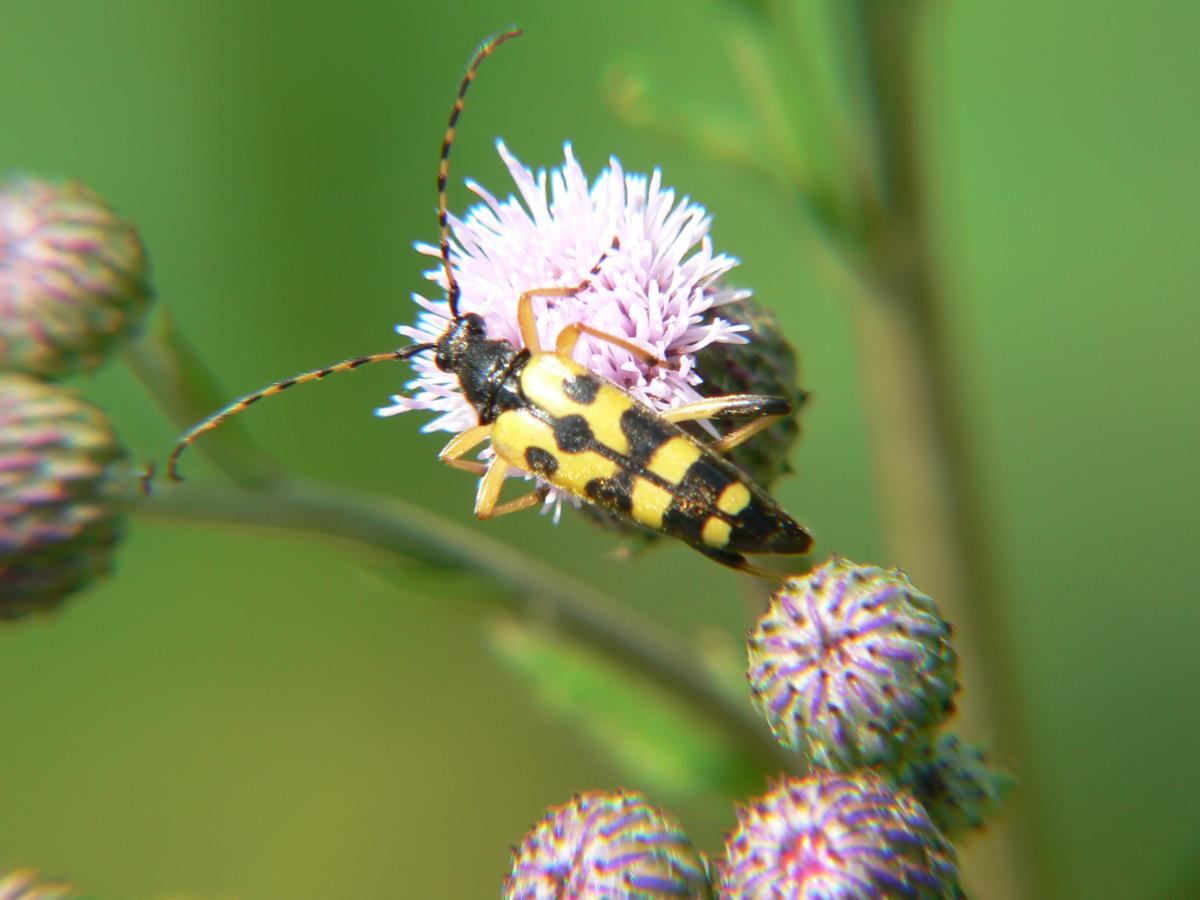 Rutpela maculata ssp. maculata (Cerambycidae)